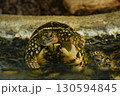 水面から顔を出すカメ 130594845