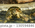 水面から顔を出すカメ 130594846