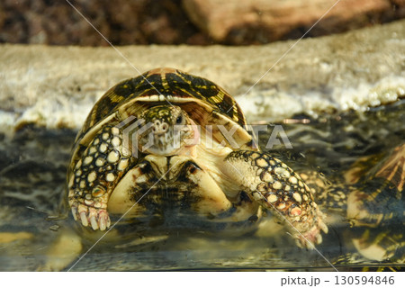 水面から顔を出すカメ 130594846