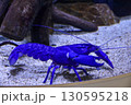 水族館　青いザリガニ 130595218