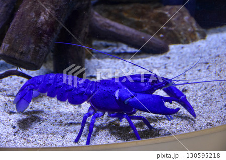 水族館 青いザリガニ 水族館 青いザリガニ 130595218