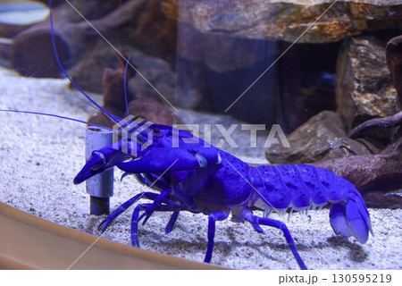 水族館　青いザリガニ 130595219