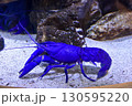 水族館　青いザリガニ 130595220