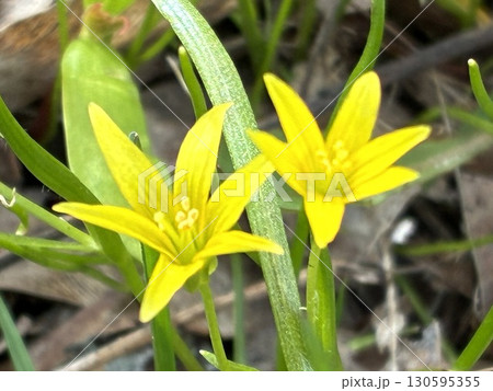 フィンランドのスオメンリンナ島のお花 フィンランドのスオメンリンナ島のお花 130595355