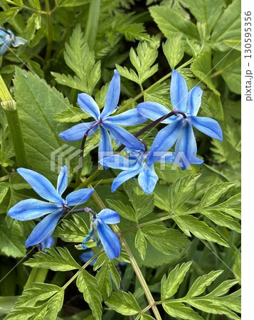 フィンランドのスオメンリンナ島のお花 130595356