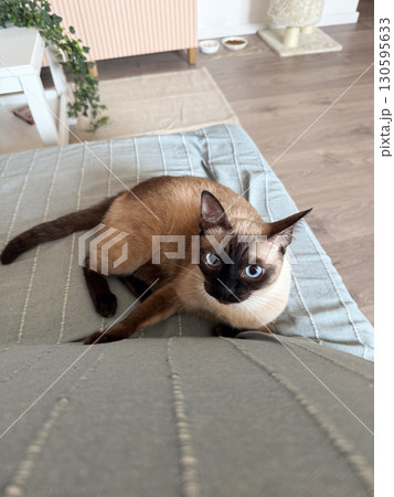 Siamese cat lying on a couch looks up with wide attentive eyes in a peaceful home. Emotional connection, companionship, trust, care and everyday human-pet relationship within family life. Siamese cat lying on a couch looks up with wide attentive eyes in a peaceful home. Emotional connection, companionship, trust, care and everyday human-pet relationship within family life. 130595633