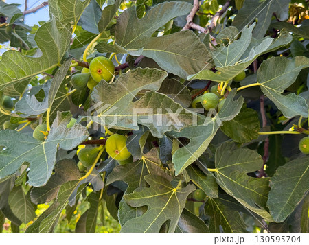Fresh figs growing on a tree in summer. Agriculture, healthy food and natural nutrition. Fresh figs growing on a tree in summer. Agriculture, healthy food and natural nutrition. 130595704