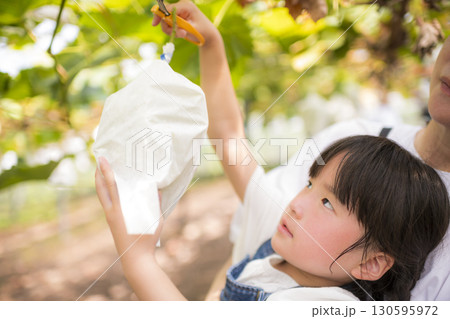 ぶどう狩りを体験する女の子 ぶどう狩りを体験する女の子 130595972