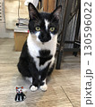谷中　地域猫 130596022