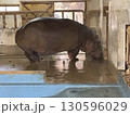カバ　ヨリ 130596029