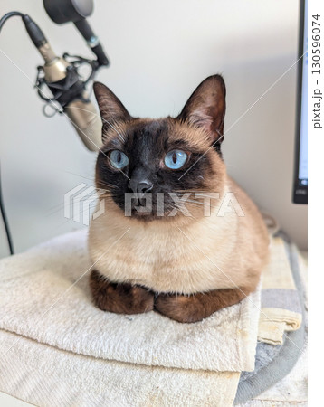 A Siamese cat with bright blue eyes sits on folded towels indoors near a microphone. Domestic pet, lifestyle, animal presence and companionship in modern everyday environment. A Siamese cat with bright blue eyes sits on folded towels indoors near a microphone. Domestic pet, lifestyle, animal presence and companionship in modern everyday environment. 130596074