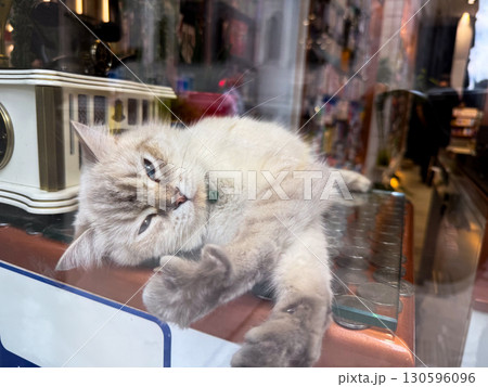 A light-colored cat with blue eyes lying on a surface behind glass. Calmness, relaxation, and domestic animal presence in an urban environment. A light-colored cat with blue eyes lying on a surface behind glass. Calmness, relaxation, and domestic animal presence in an urban environment. 130596096
