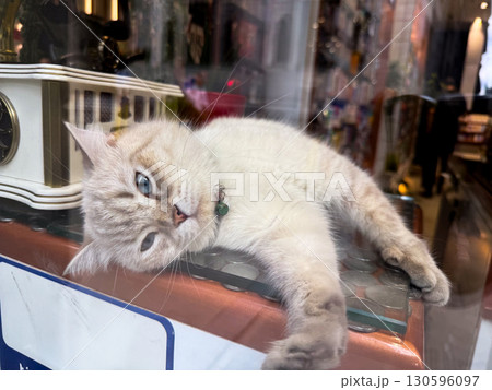 A white funny cat with blue eyes resting in a shop window. Domestic animal, calmness, and urban pet culture. 130596097