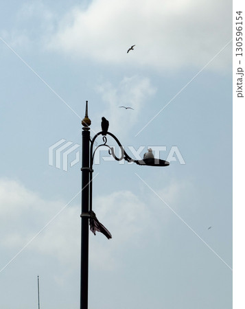Birds sitting and flying around street lamp near Bosphorus. Urban wildlife, seagulls, and everyday city environment in Istanbul. Birds sitting and flying around street lamp near Bosphorus. Urban wildlife, seagulls, and everyday city environment in Istanbul. 130596154