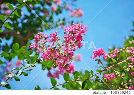 ピンク色のサルスベリの花（夏、八月） 130596246