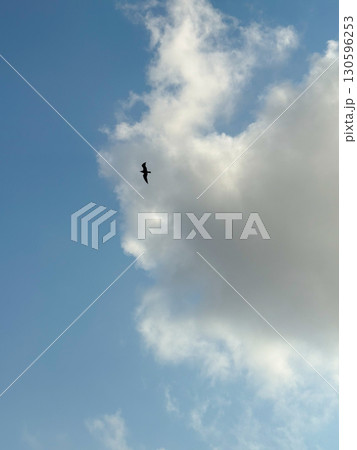 Bird flying in cloudy sky over city. Wildlife, nature, and freedom in urban landscape environment. 130596253