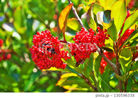 真っ赤なサンゴジュの実（夏、八月） 130596338