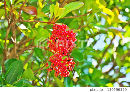 真っ赤なサンゴジュの実（夏、八月） 130596339