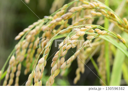 初秋の収穫間近なコシヒカリの稲穂　 130596382