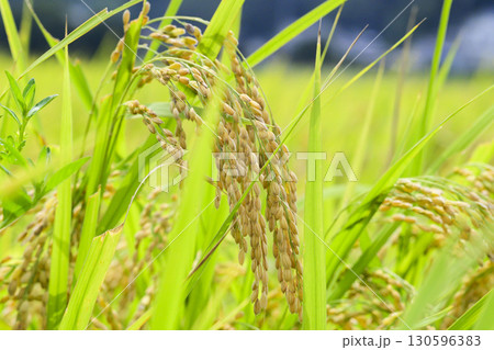 初秋の収穫間近なコシヒカリの稲穂　 130596383