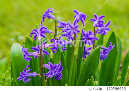 Hyacinthus orientalis with purple flowers, leaf tips close-up in foreground with space for text on blurred green background. Natural beauty of world's flora, diversity of species, varieties Hyacinthus orientalis with purple flowers, leaf tips close-up in foreground with space for text on blurred green background. Natural beauty of world's flora, diversity of species, varieties 130596666