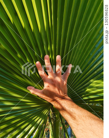 Hand of person touching large green palm leaves close up with sunlight and shadows Hand of person touching large green palm leaves close up with sunlight and shadows 130596828