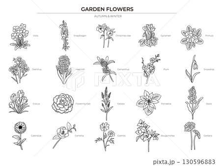 秋冬の花の線画イラストセット 秋冬の花の線画イラストセット 130596883