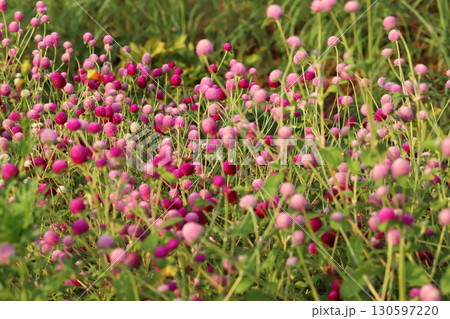 夏の庭に咲く千日紅の薄いピンク色や濃いピンク色の花 夏の庭に咲く千日紅の薄いピンク色や濃いピンク色の花 130597220