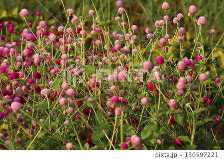 夏の庭に咲く千日紅の薄いピンク色や濃いピンク色の花 夏の庭に咲く千日紅の薄いピンク色や濃いピンク色の花 130597221