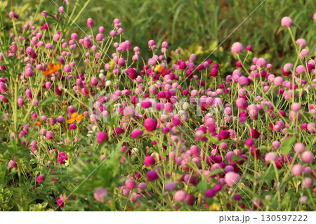 夏の庭に咲く千日紅の薄いピンク色や濃いピンク色の花 夏の庭に咲く千日紅の薄いピンク色や濃いピンク色の花 130597222