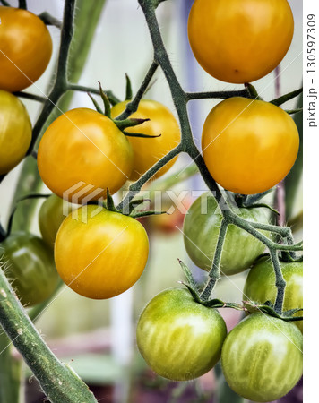 Juicy tomatoes ripening on the vine in a greenhouse during summer Juicy tomatoes ripening on the vine in a greenhouse during summer 130597309