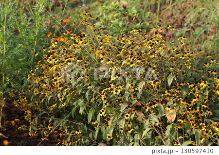夏の庭に咲くルドベキアタカオのオレンジ色の花 夏の庭に咲くルドベキアタカオのオレンジ色の花 130597410