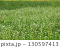 蕎麦畑 130597413