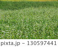 白い花が咲く蕎麦畑 130597441