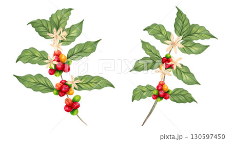 Coffee tree branch with berries and flower. Coffee Day. Watercolor illustration. Aroma of Robusta and Arabica varieties. Hand drawn isolated art. Clipart with the image of ripening coffee beans. Coffee tree branch with berries and flower. Coffee Day. Watercolor illustration. Aroma of Robusta and Arabica varieties. Hand drawn isolated art. Clipart with the image of ripening coffee beans. 130597450