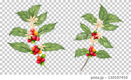 Coffee tree branch with berries and flower. Coffee Day. Watercolor illustration. Aroma of Robusta and Arabica varieties. Hand drawn isolated art. Clipart with the image of ripening coffee beans. Coffee tree branch with berries and flower. Coffee Day. Watercolor illustration. Aroma of Robusta and Arabica varieties. Hand drawn isolated art. Clipart with the image of ripening coffee beans. 130597450