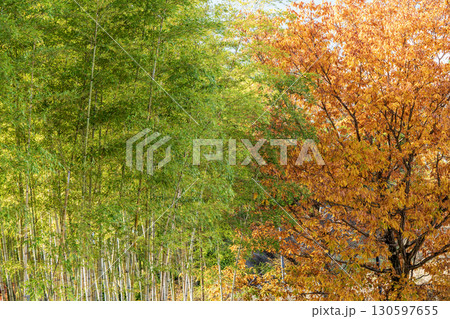 紅葉したケヤキと竹林 130597655