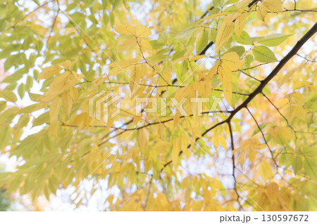 秋の陽に照らされるケヤキの黄葉 秋の陽に照らされるケヤキの黄葉 130597672