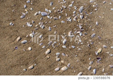 Shells in sand texture background. Seashell on sandy beach nature pattern, ocean dune clams in sunny day 130598076