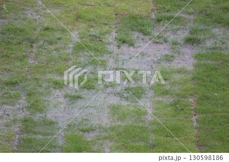芝生を張った地面に雨が降り水たまりができている様子 130598186