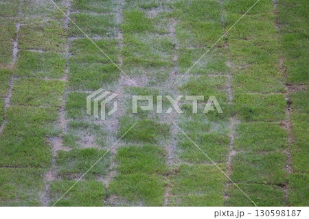 芝生を張った地面に雨が降り水たまりができている様子 130598187