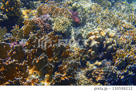 Coral reef underwater view. Staghorn coral Acropora, brain coral Diploria, lobed coral Porites and 130598212