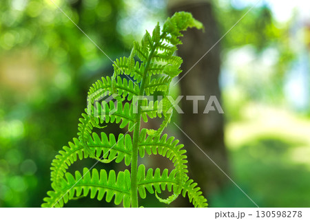 A vibrant green fern frond unfurls, a symbol of new life in a forest setting. 130598278