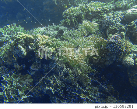 Green and blue toned reef in Red sea Egypt with staghorn coral Acropora, finger coral Porites, lobed 130598291