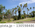 ヤシの木が並ぶ公園 130598486