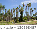 ヤシの木が並ぶ公園 130598487