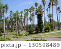ヤシの木が並ぶ公園 130598489