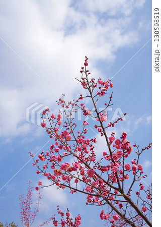 紅梅(四日市南部丘陵公園 梅園) 紅梅(四日市南部丘陵公園 梅園) 130598519