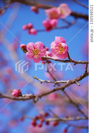 紅梅（四日市南部丘陵公園 梅園） 130598521