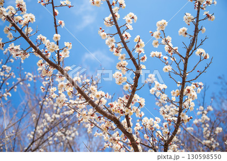 白梅（四日市南部丘陵公園 梅園） 130598550